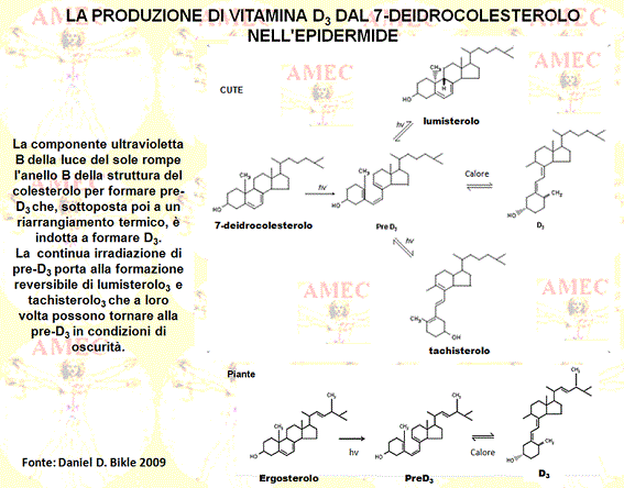 La produzione di vitamina D3 dal 7-deidrocolesterolo nell'epidermide