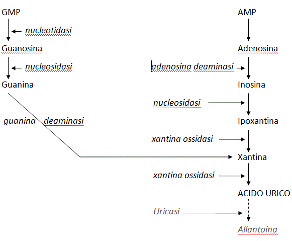 metabolismo delle basi puriniche
