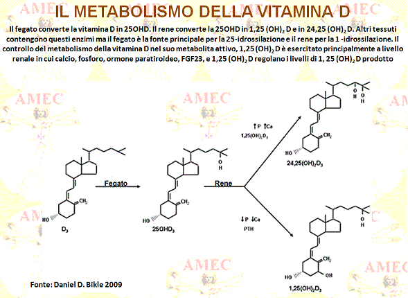 Il metabolismo della vitamina D
