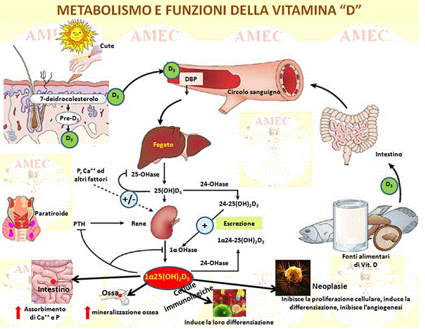 Metabolismo e funzioni della vitamina D