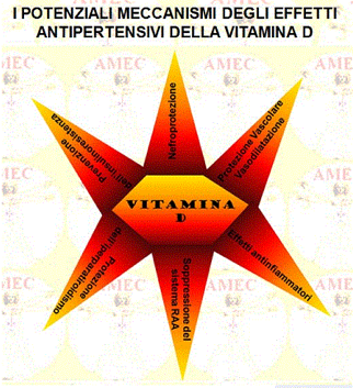 I potenziali meccanismi degli effetti antipertensivi della vitamina D