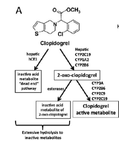 clopidogrel